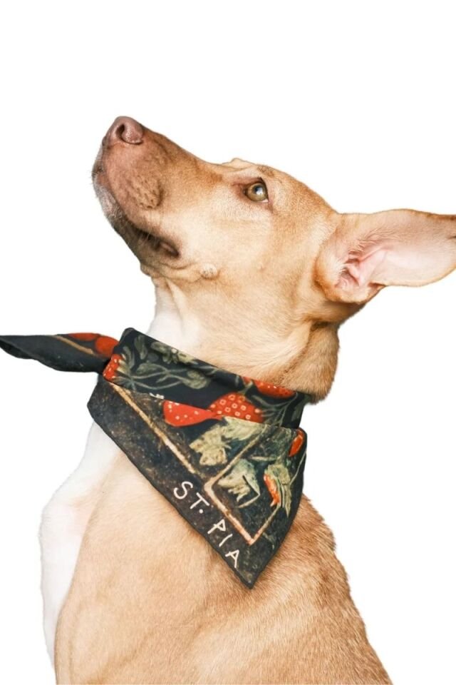 Berry BFF Bandana - Pet + İnsan Aksesuarı