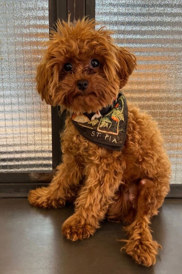 Berry BFF Bandana - Pet + İnsan Aksesuarı