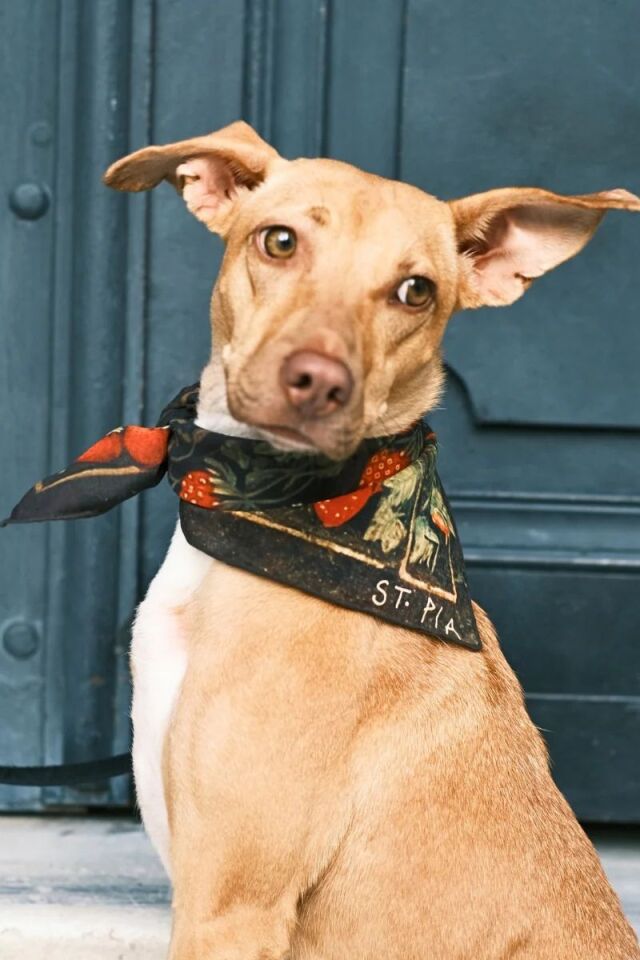 Berry BFF Bandana - Pet + İnsan Aksesuarı