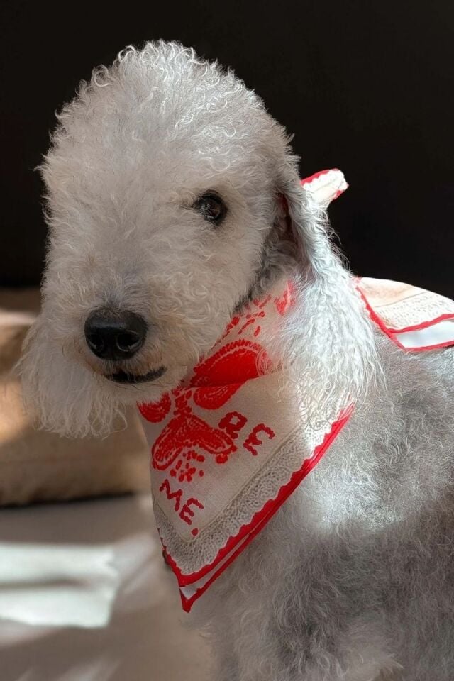 Kırmızı Lovefold Bandana - Pet + İnsan Aksesuarı