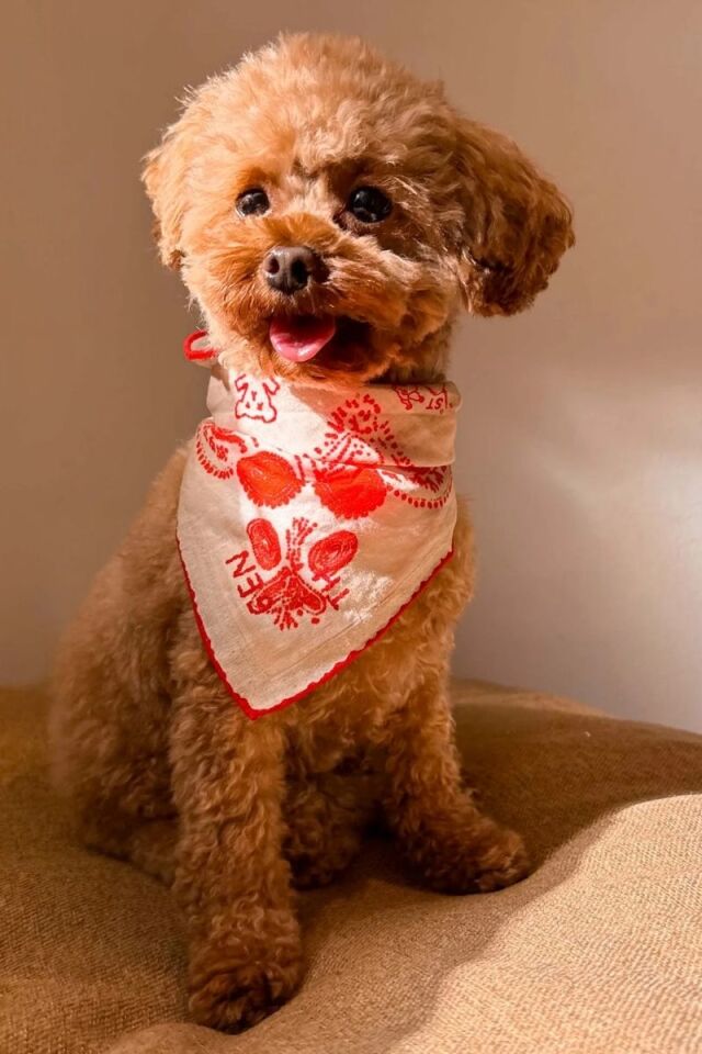 Kırmızı Lovefold Bandana - Pet + İnsan Aksesuarı