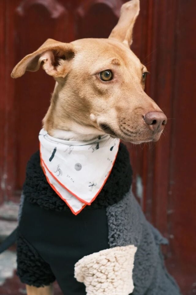 Gazette Bandana - Pet + İnsan Aksesuarı