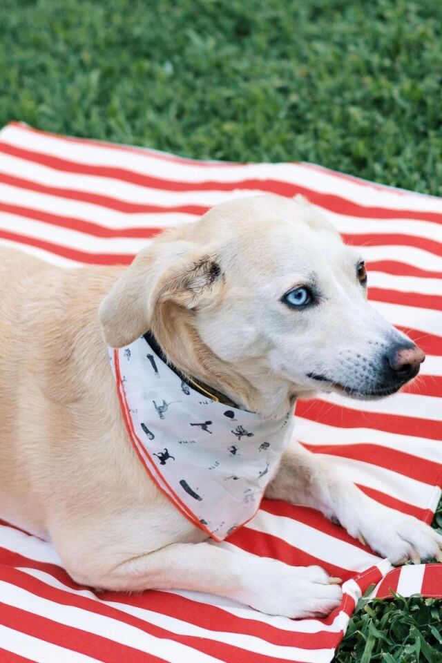 Gazette Bandana - Pet + İnsan Aksesuarı