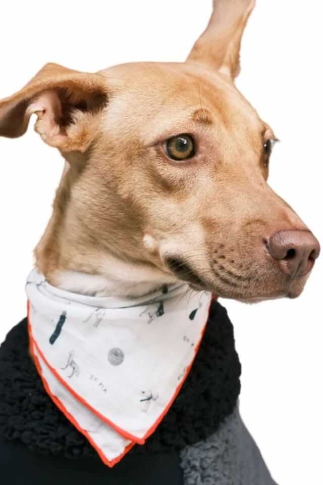 Gazette Bandana - Pet + İnsan Aksesuarı