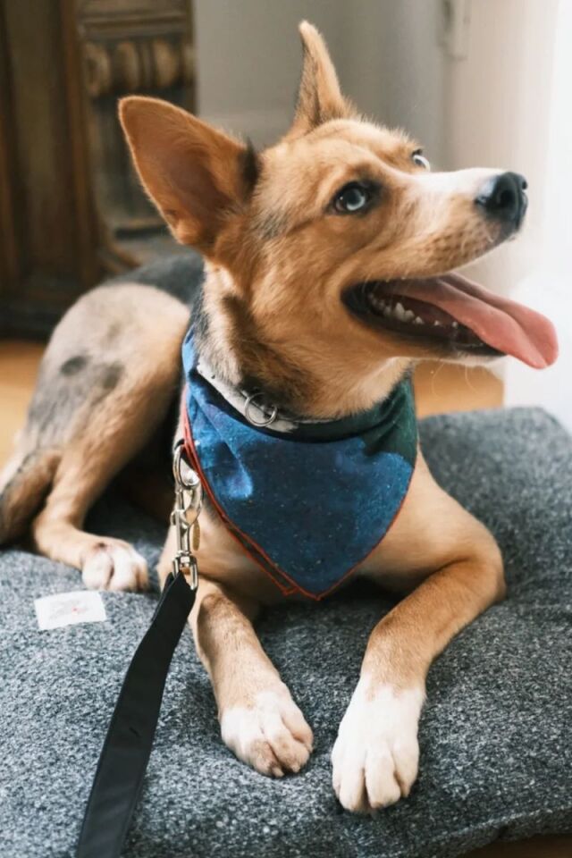 Party Bandana - Pet + İnsan Aksesuarı