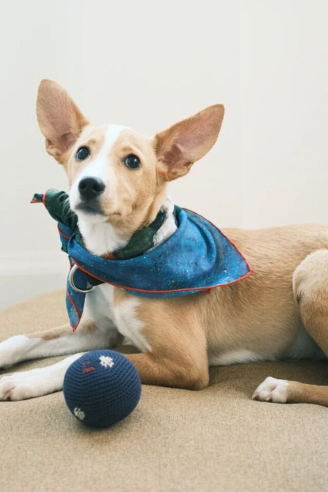 Party Bandana - Pet + İnsan Aksesuarı