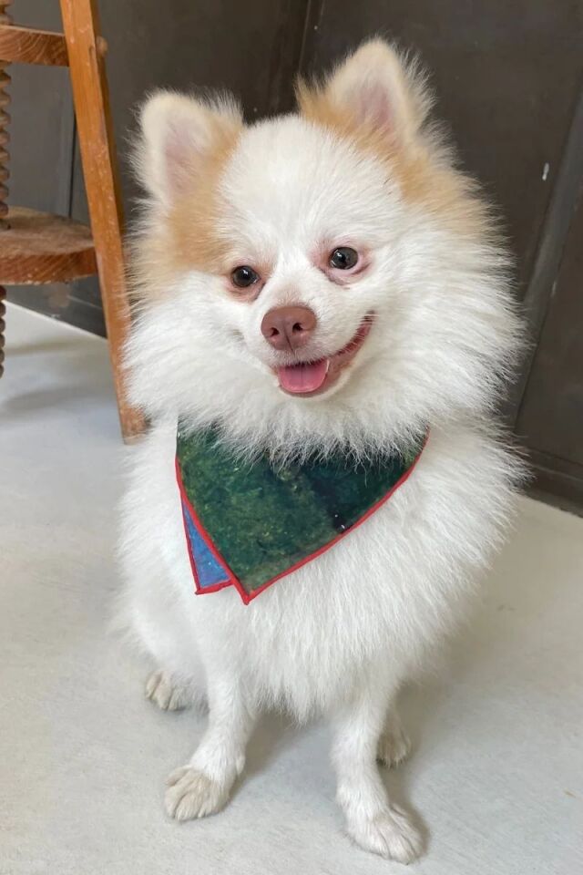 Party Bandana - Pet + İnsan Aksesuarı