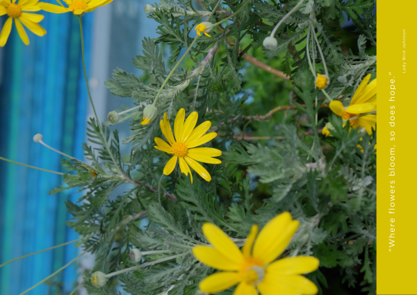 Alavya Kartpostal Tasarım 3