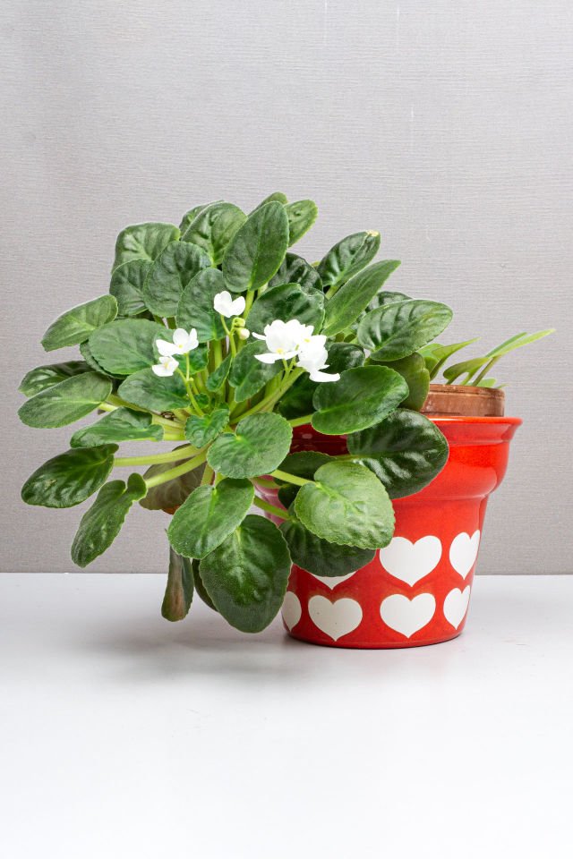 Waechtersbach Kalpli Kaşpo